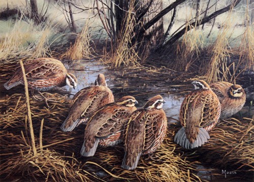 David maass early - maass, covey