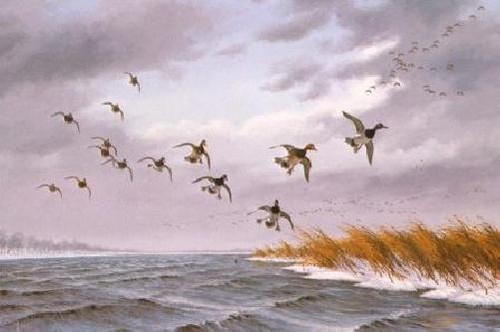 David maass winter - david, winds