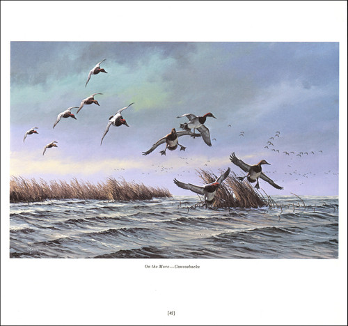 1978 vintage print - vintage, canvasback