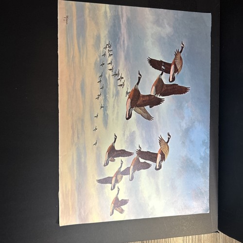 David maass canada geese - david,