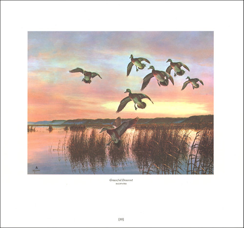 1978 vintage print baldpate - 1978,