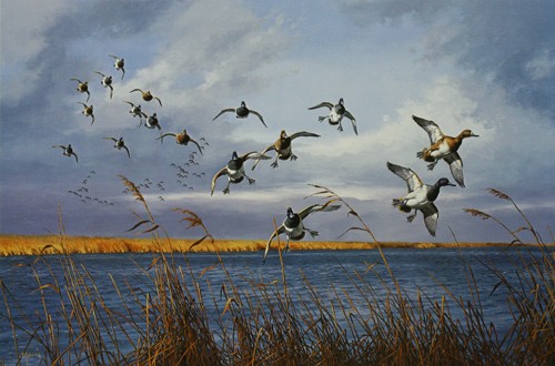 David maass jimmy point - maass,