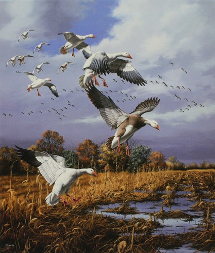 David maass mississippi flyway - david,
